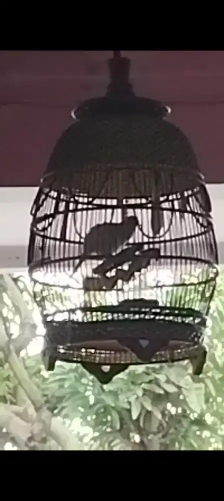 Jual burung perkutut putih lurik gacor murah