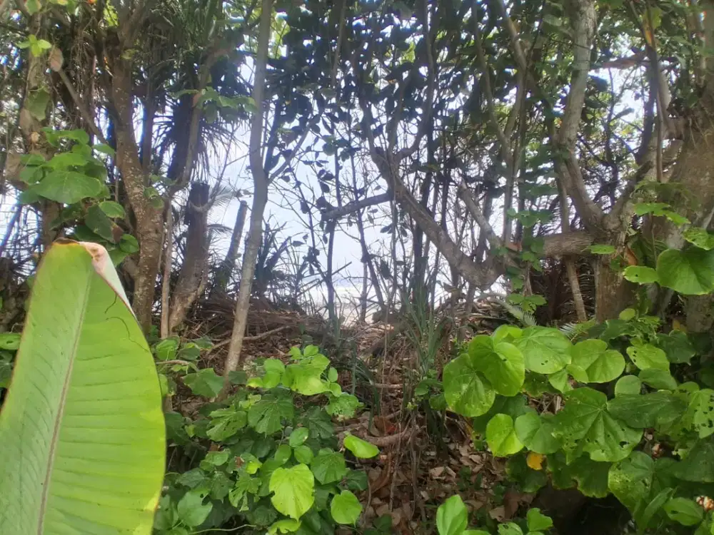 Jual Lahan di Selabih View Hamparan Sawah Lingkungan yang Tenang