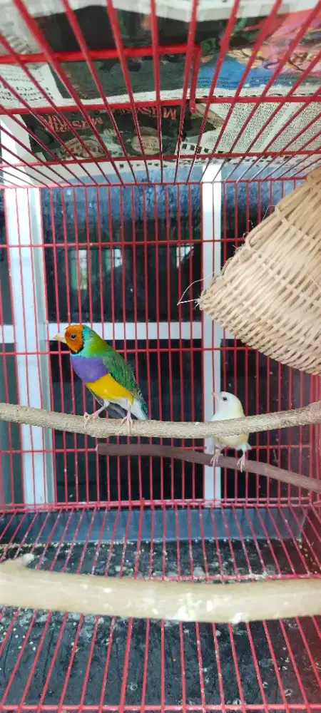 Gould amadin sepasang