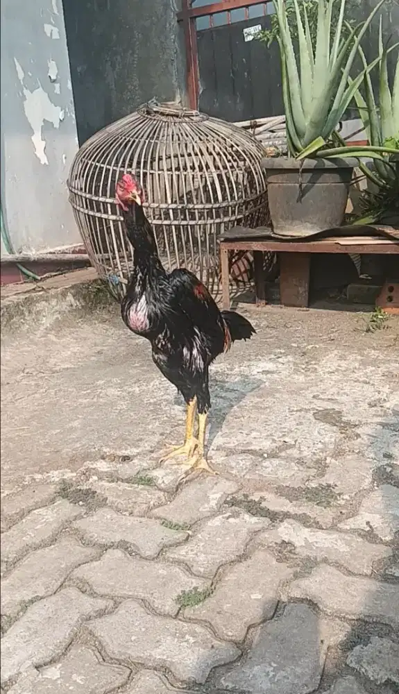 Ayam Bangkok Gress Muda