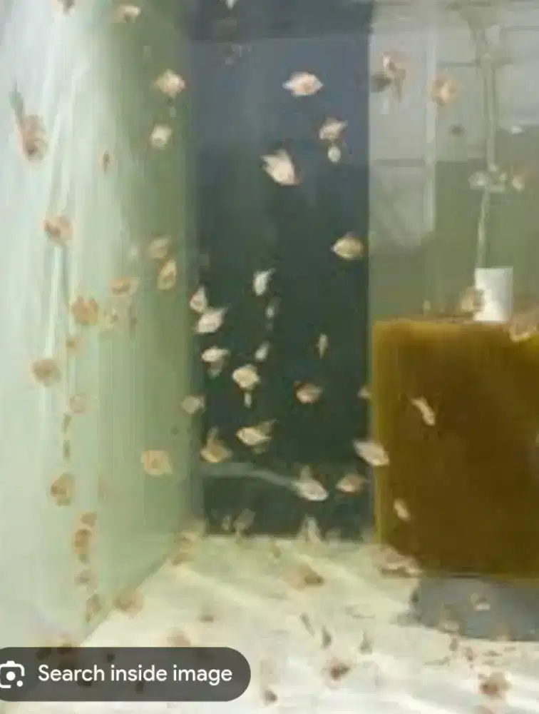 Anakan ikan discus 1,5 cm