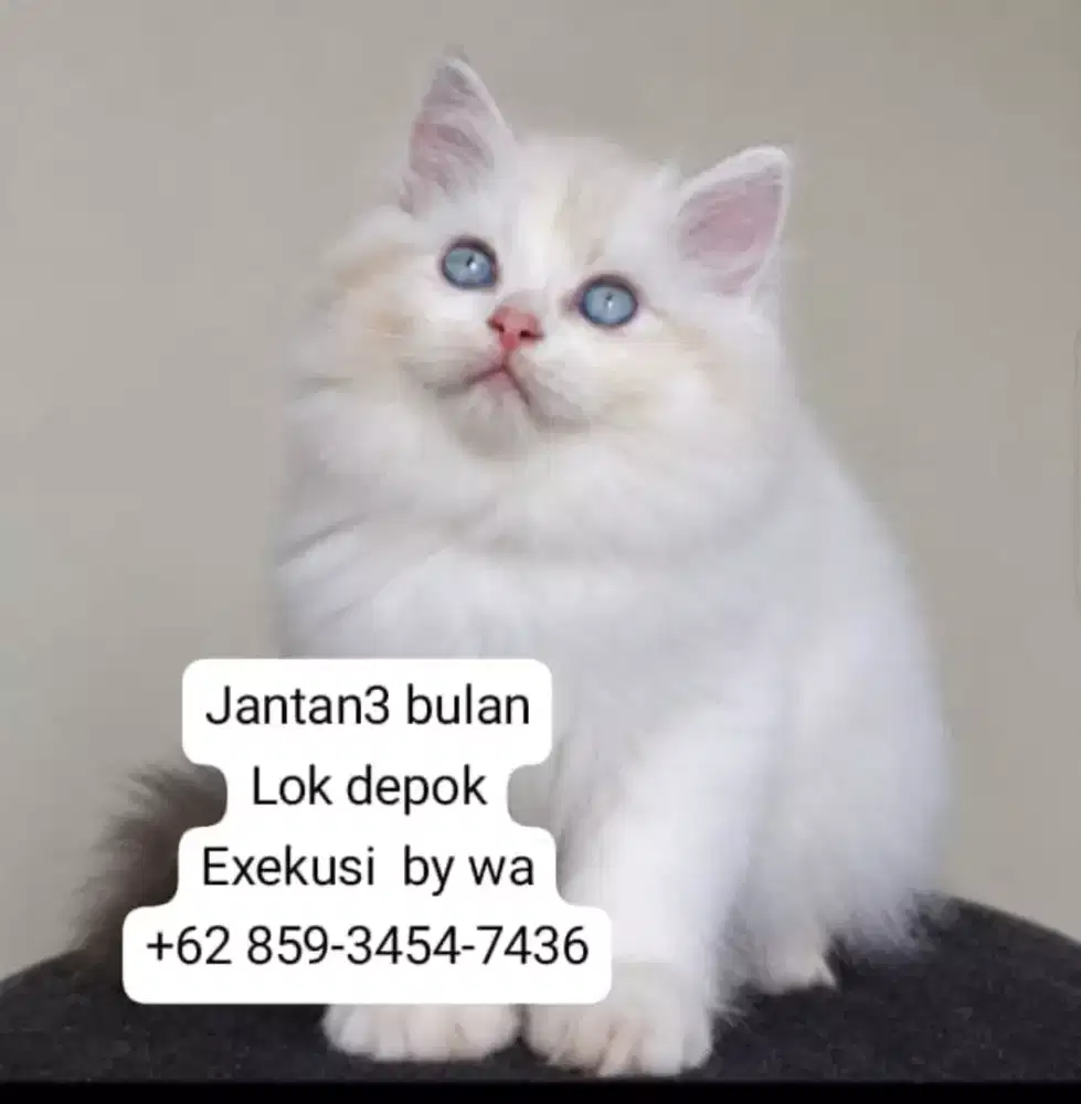Ragdoll non ped jantan 3 bulan