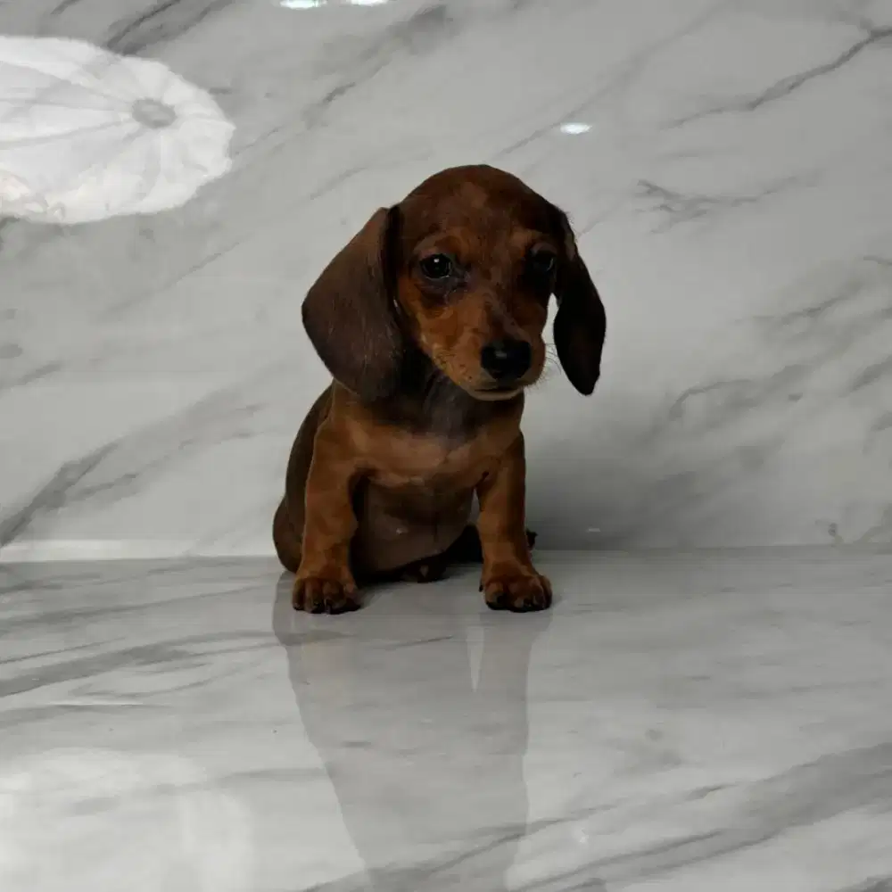 Anjing Tekel (Dachshund)