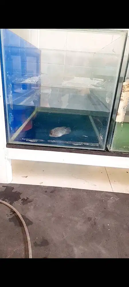 Aquarium 60*30*30 beserta ikan louhan 2 jari up