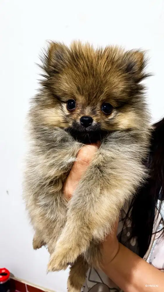 mini pomeranian puppy minipom anjing