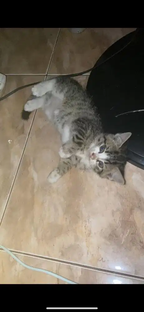Kitten mixdome jantan