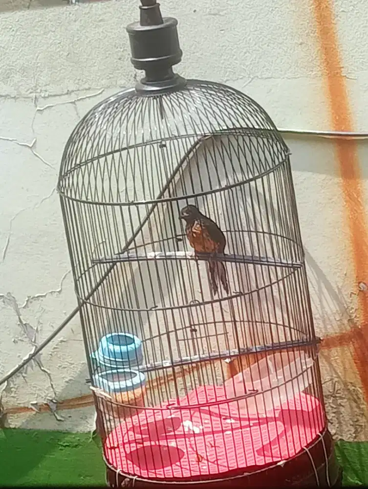 Burung murai trotol jantan ring prestasi trah