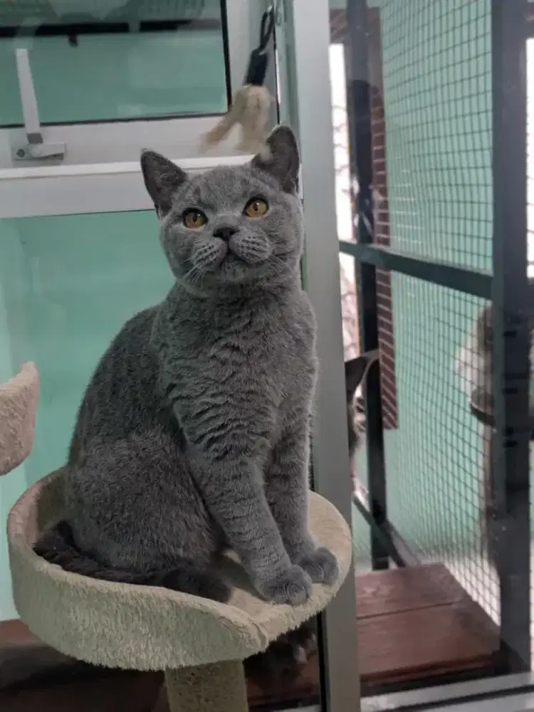 KUCING ANAK KUCING KITTEN BSH BRITISH SHORTHAIR BLUE SOLID NONPED