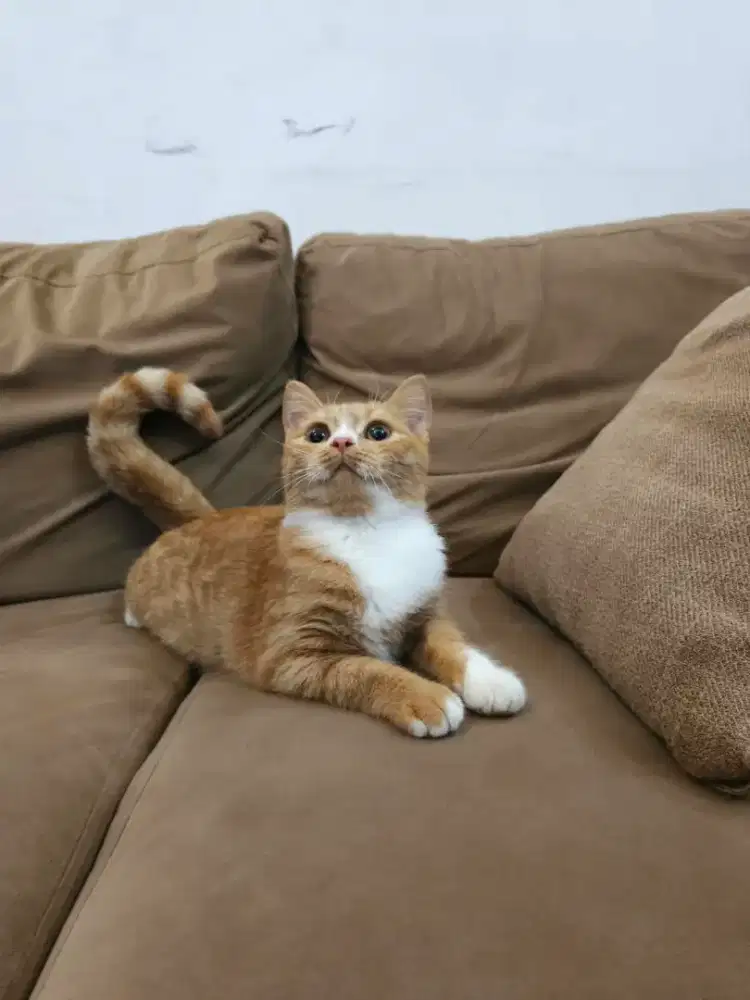 Anak kucing betina BSH x Munchkin