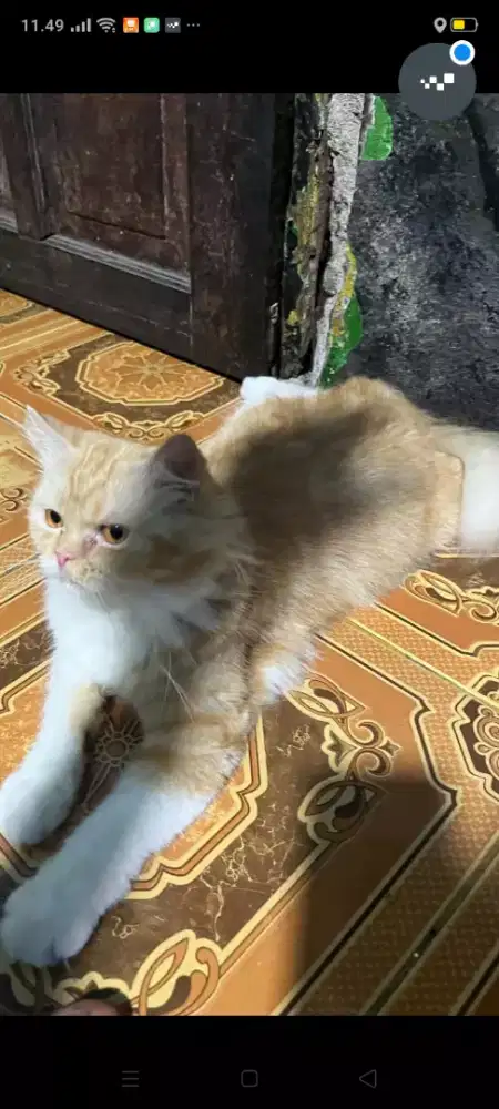 Di jual kucing Persia flat