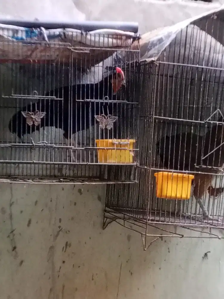 Ayam hutan hijau + betina ayam kampung siem