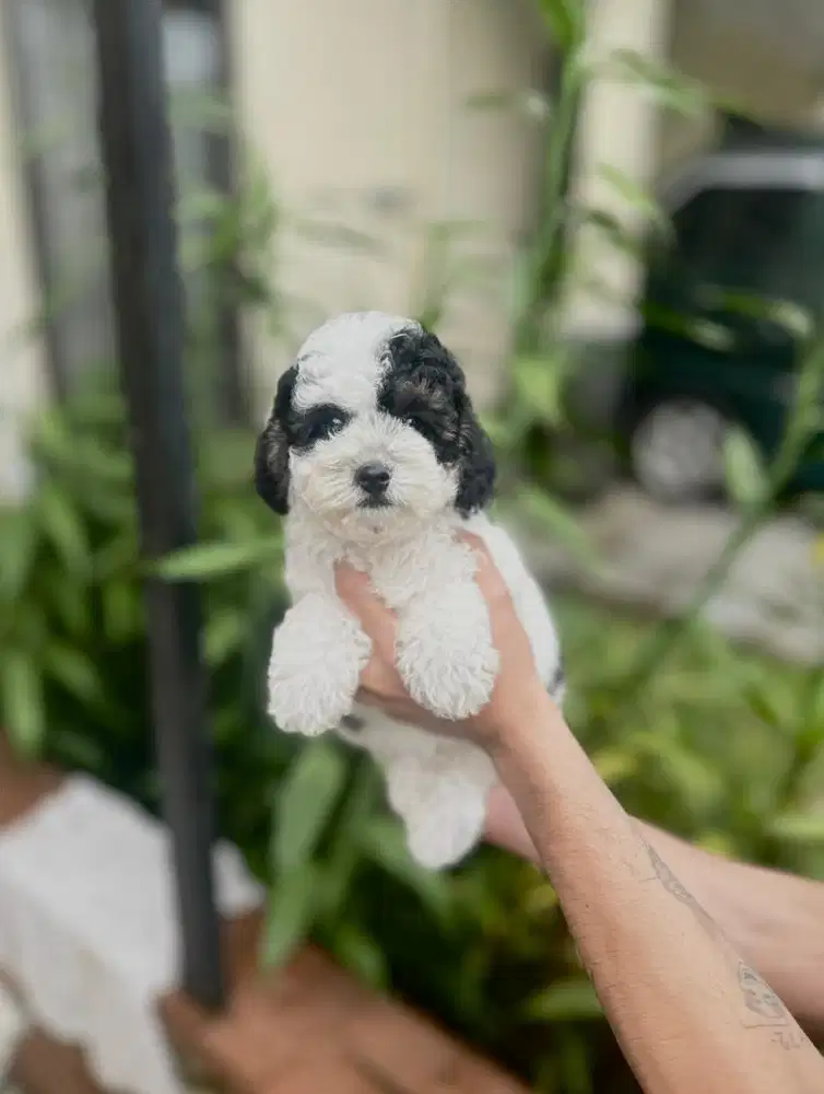 Party poodle betina