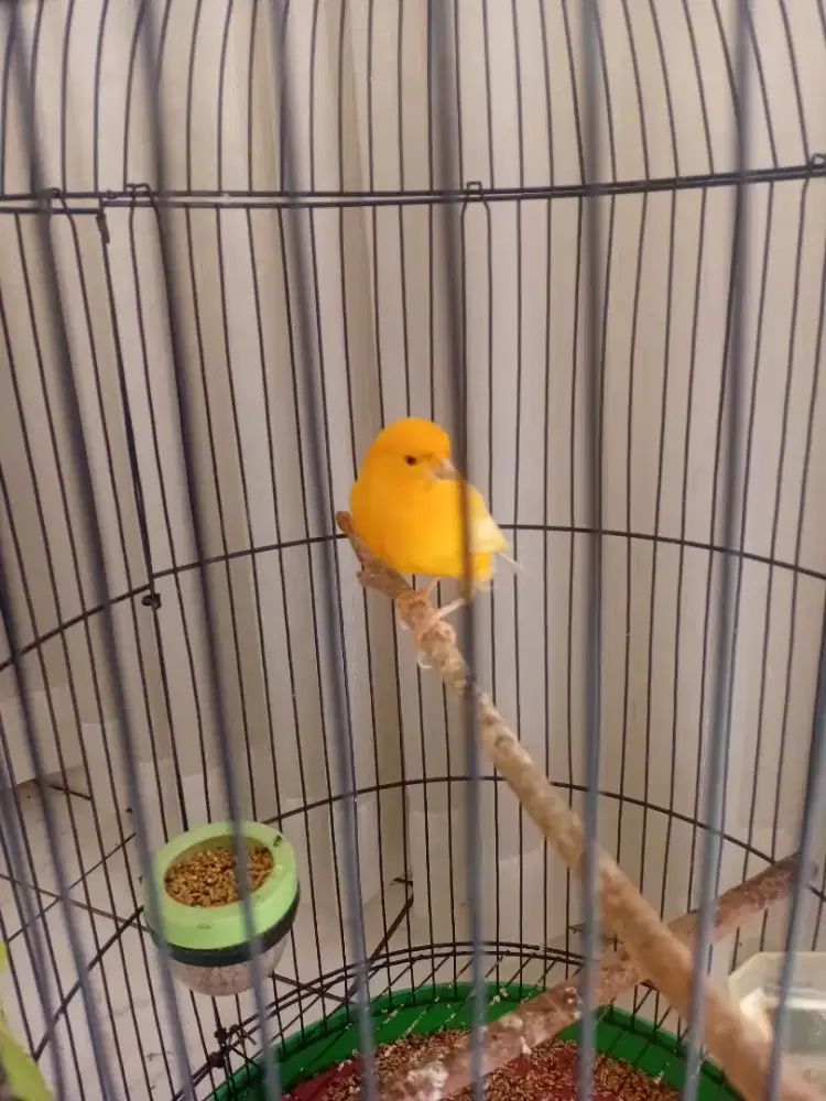 Burung kenari gacor