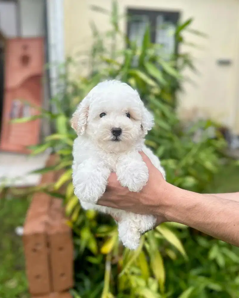 Party poodle jantan