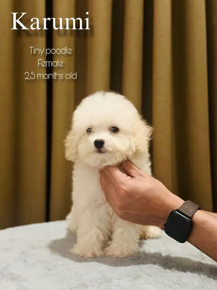 Tiny poodle betina