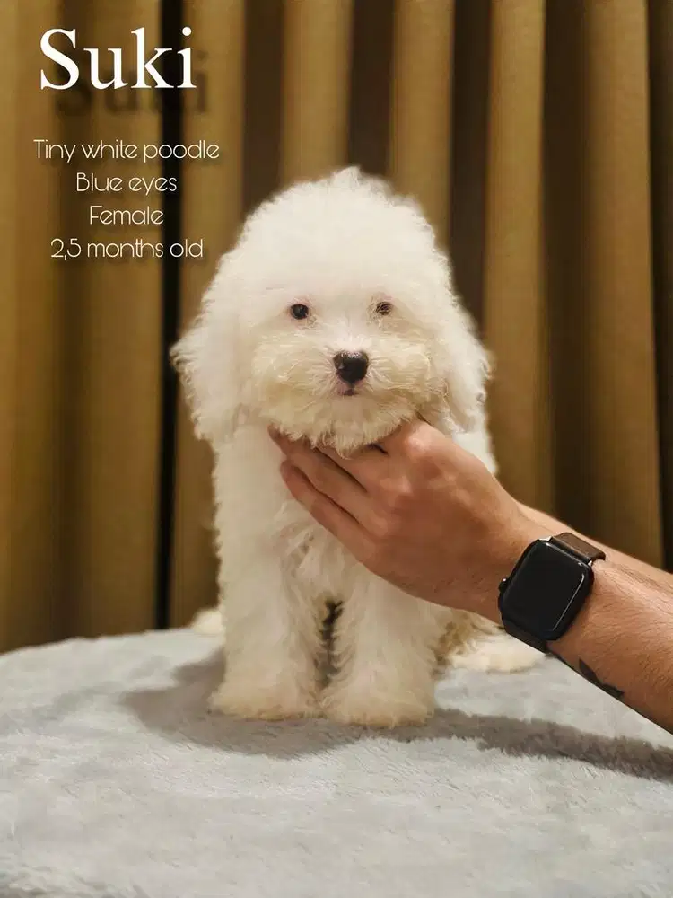 tiny poodle betina blue eyes