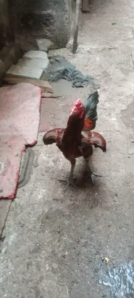 Jual cepat ayam bangkok brakout  koyngoun