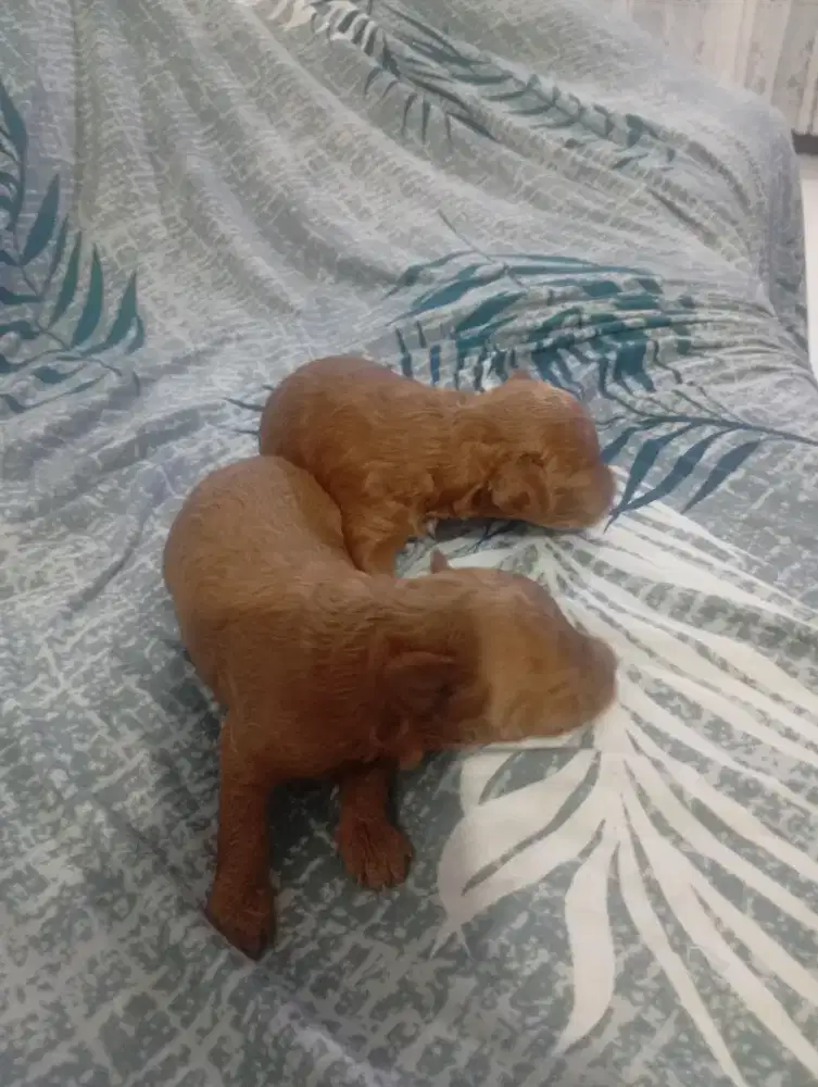 Puppy poodle asli ras bagus berkualitas 2 betina 1 jantan borongan