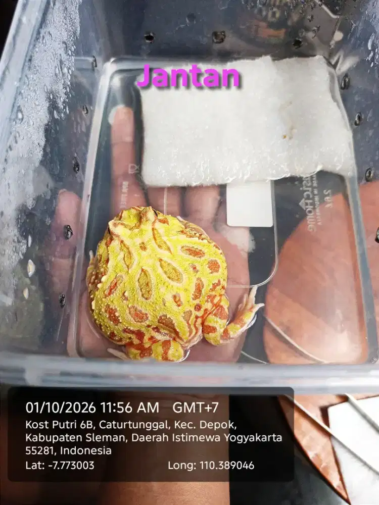 PACMAN FROG GEMOY