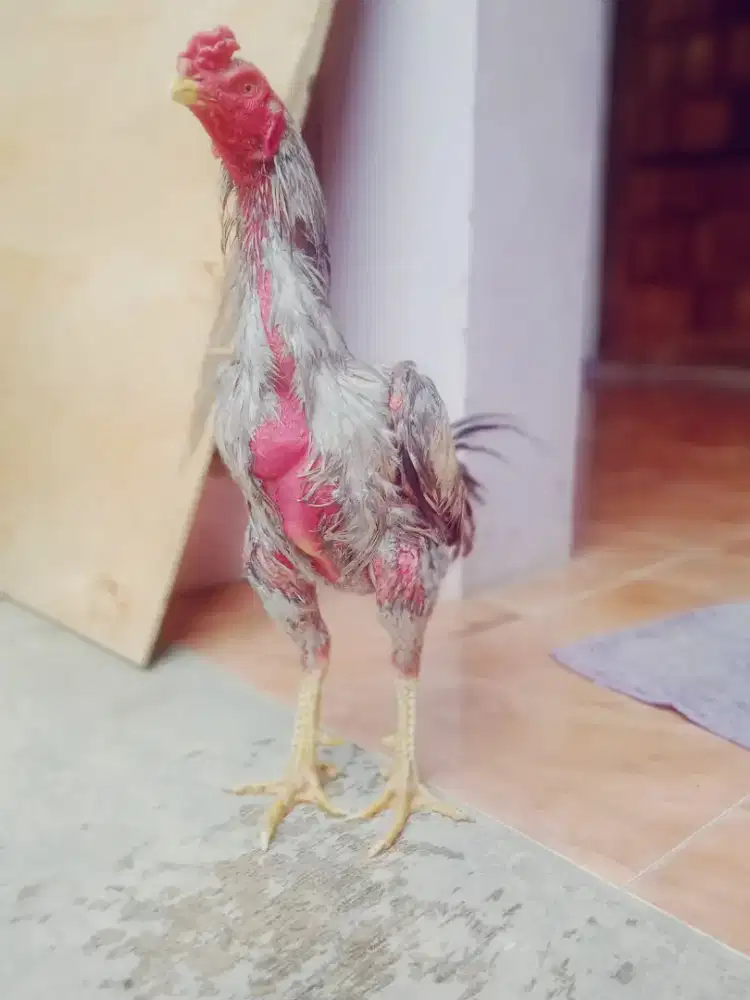 Ayam pakhoy plucker brakot brutal cepat win 3 x jos mantap tulang jos