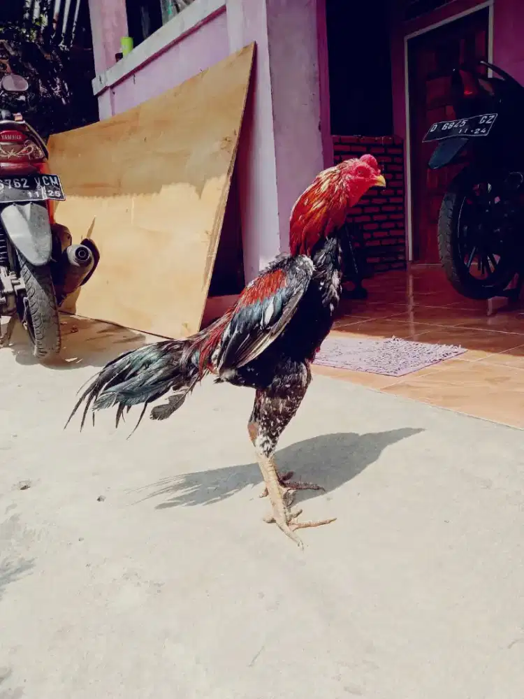 Ayam phanat win 4 x super Taji jos mantap Monggo