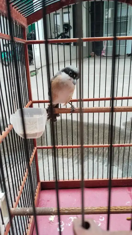 Burung Pentet / Cendet