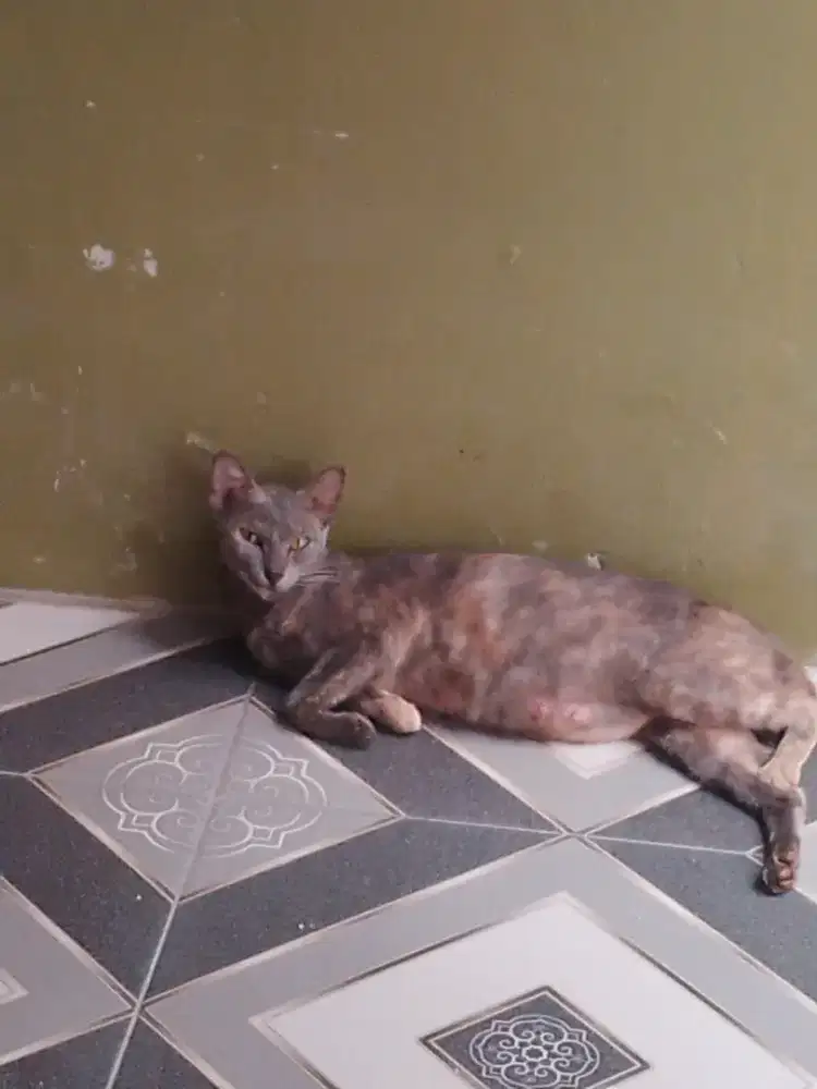 Hibah gratis kucing hamil domestik abu-calon induk manja