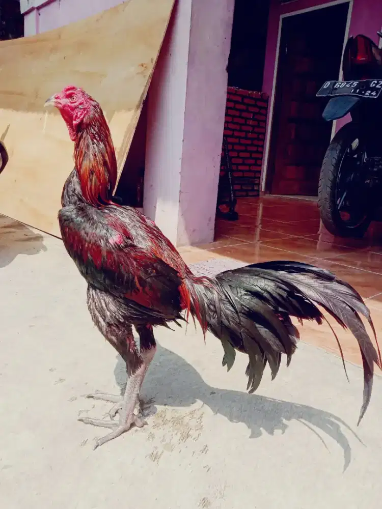Ayam Pama magon. Mantap win 1 x speed jos pukulan mantap  muda