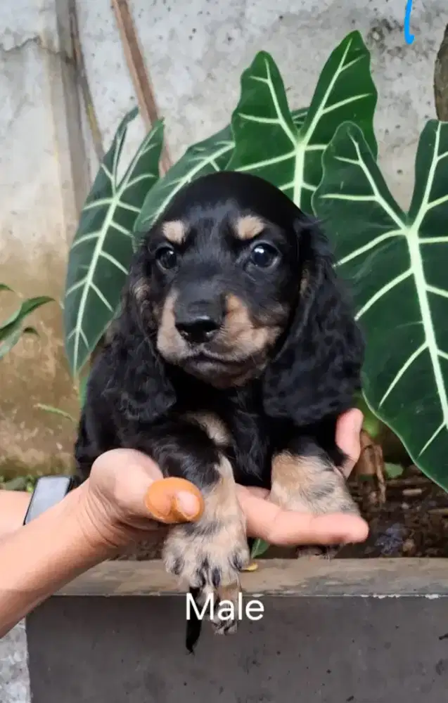 Dachshund/tekel longhair jantan dan betina