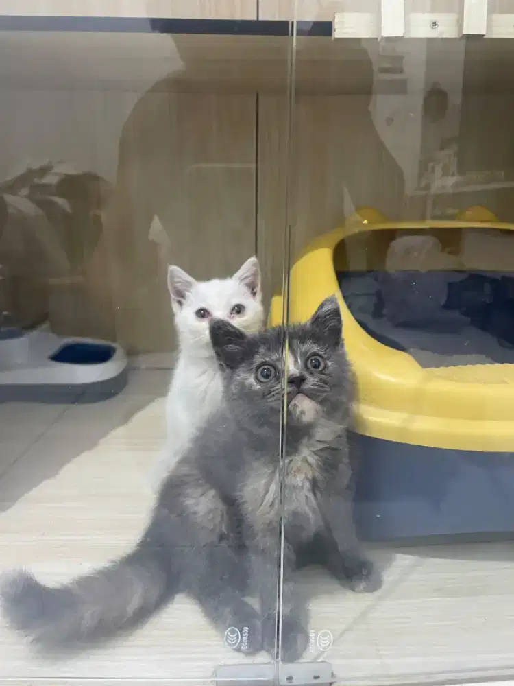 Kitten bsh betina tortie dan white