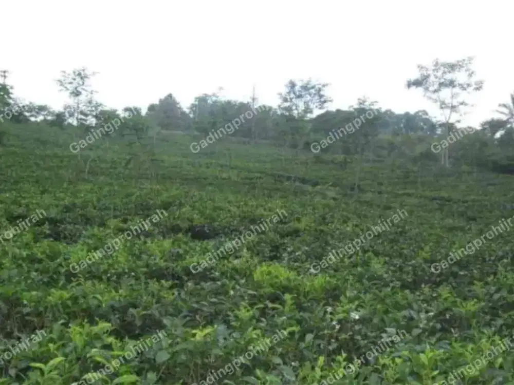 Dijual Tanah Kebun Teh Di Kp Cibadak Cihaur, Simpenan, Sukabumi