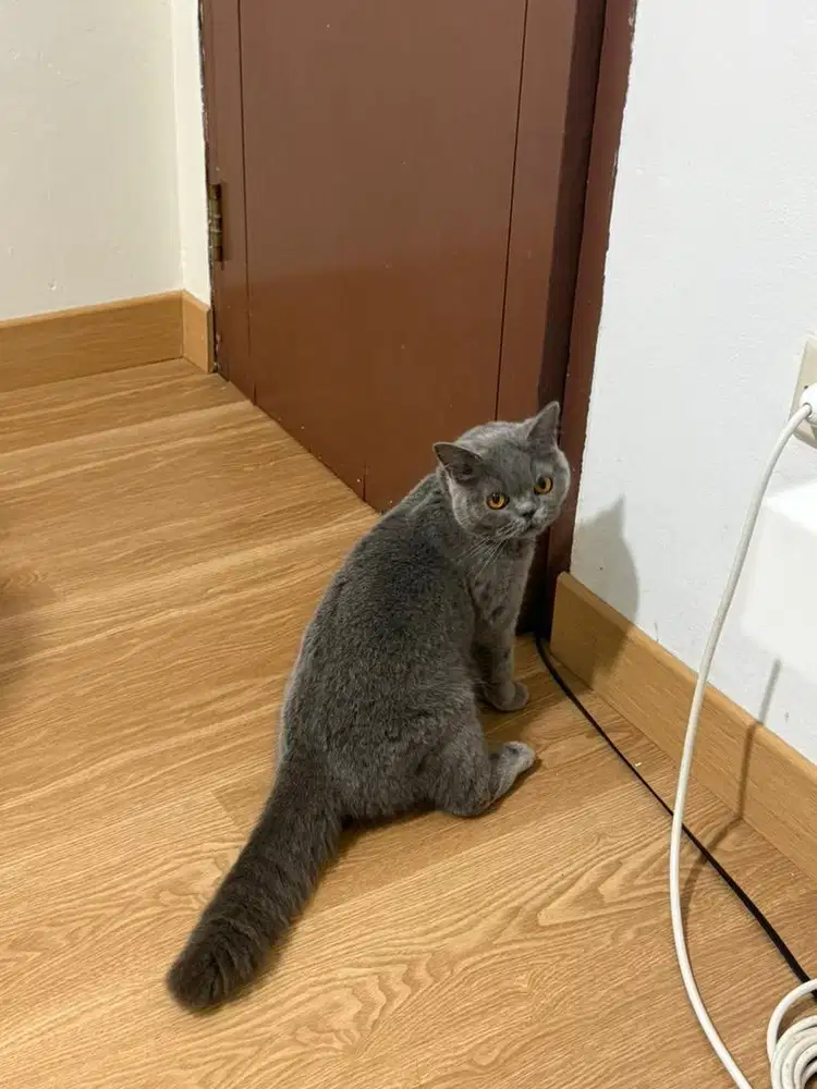 BSH BRITISH SHORT HAIR KUCING BLUE ABU