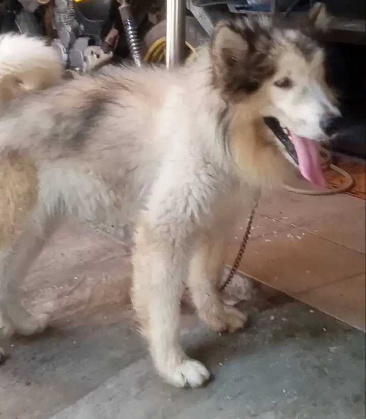 Anjing alaskan malamute jantan bigbone
