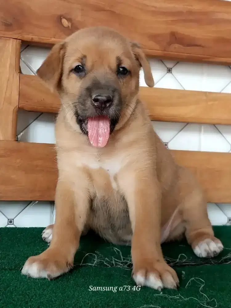 Anakan anjing ras mix