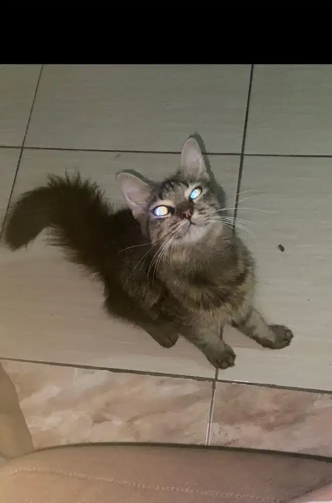 Kucing mixdome betina