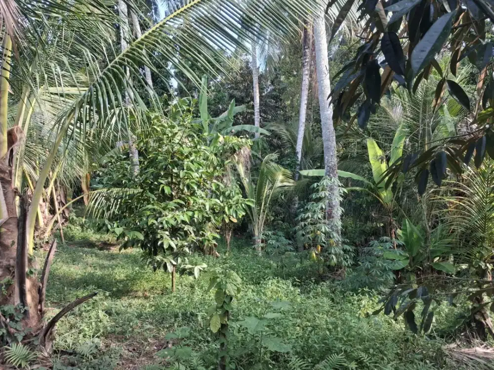 Dijual Lahan Kebun Prospektif Pinggir Jalan Hotmix