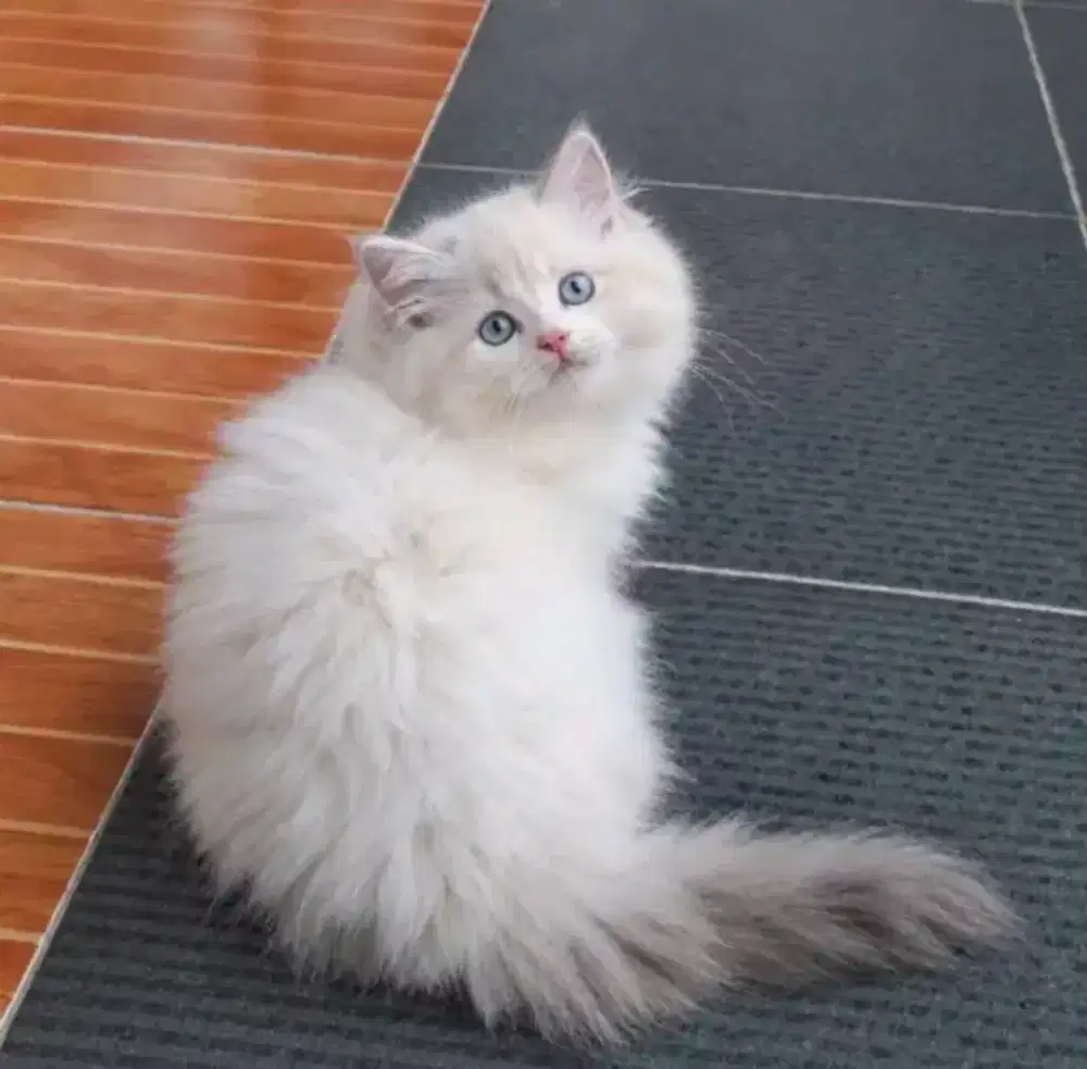 Ragdoll male 3 bulan