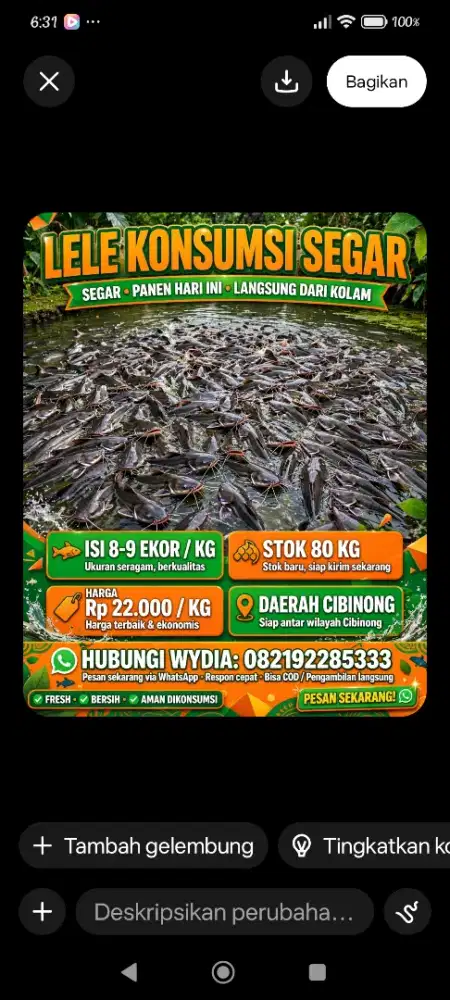 Dijual 80kg lele segar konsumsi perkilo Rp.22.000