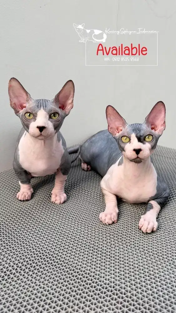 Kucing Sphynx Bambino Jantan