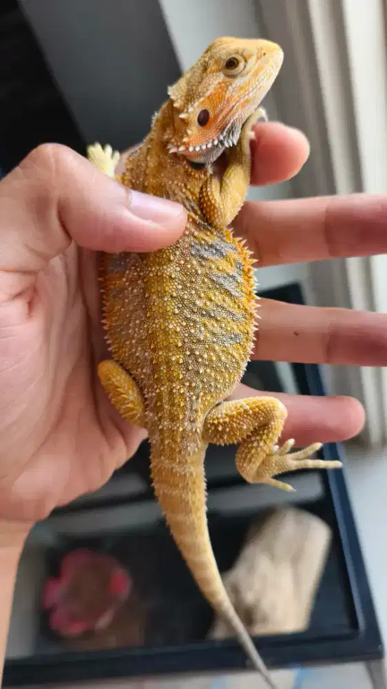 Bearded dragon hypo citrus blue bar