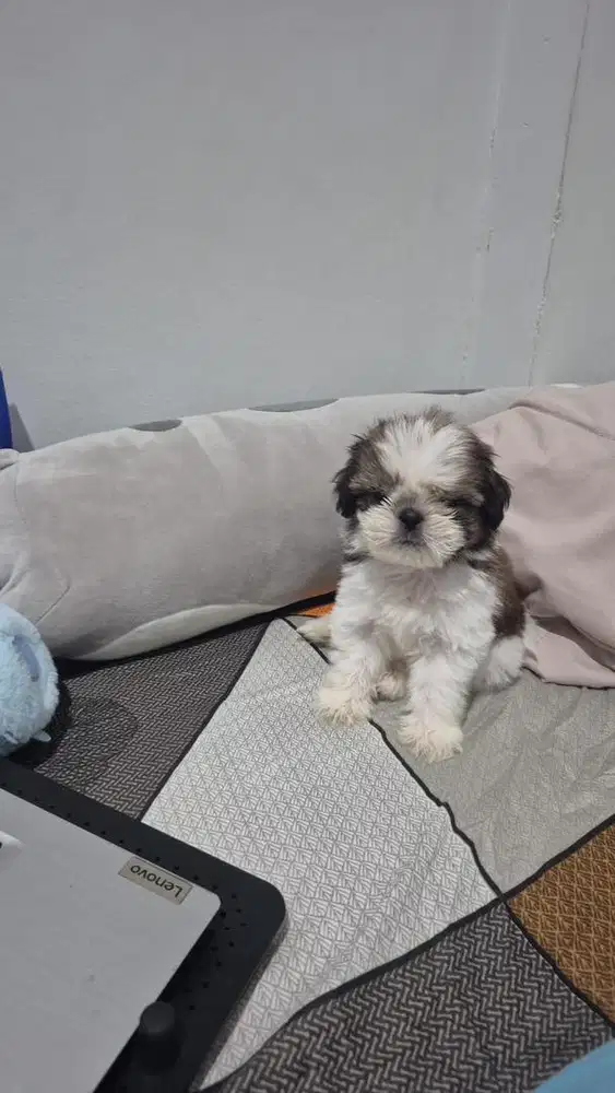 Jual anjing shitzu