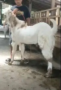 2 ekor bakalan kambing etawa senduro jantan TB 90cmUP 1 thn superan ok