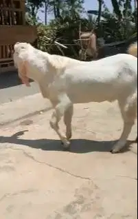 2 ekor bakalan kambing etawa senduro jantan TB 90cmUP 1 thn superan ok