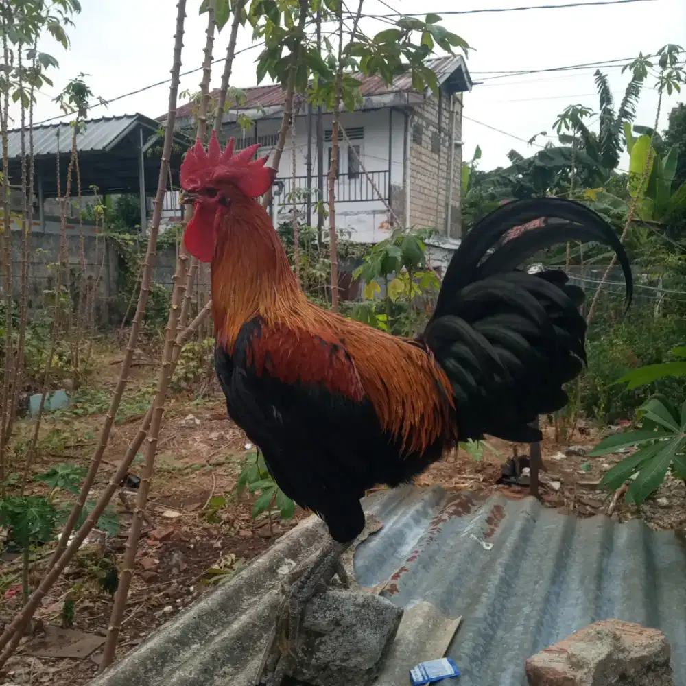 Ayam peluuung gede