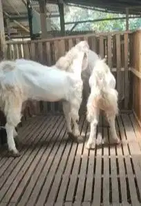 2 ekor bakalan kambing etawa senduro jantan 1 tahunan TB 90cmUP manteb
