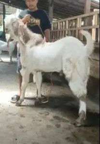 2 ekor bakalan kambing etawa senduro jantan 1 tahunan TB 90cmUP manteb