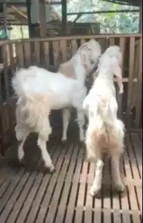 2 ekor bakalan kambing etawa senduro jantan TB 90cm 1 thn non-poel top