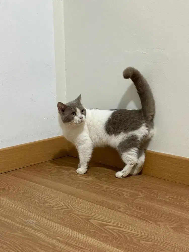 BSH BRITISH SHORT HAIR BICOLOR FAWN KUCING