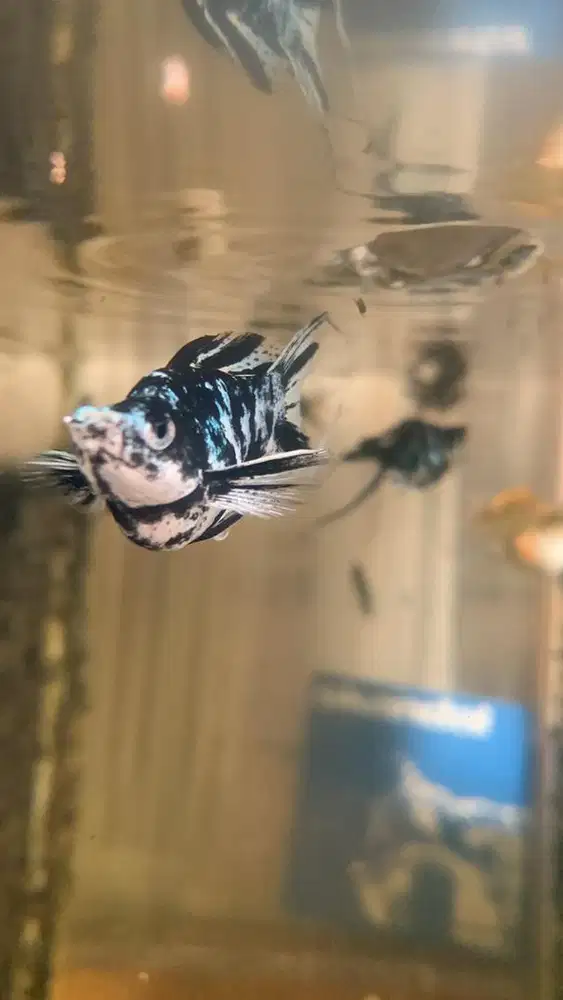 Ikan molly zebra dan platinum
