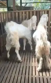 2 ekor bakalan kambing etawa senduro jantan 1 thn TB 90cm UP superan